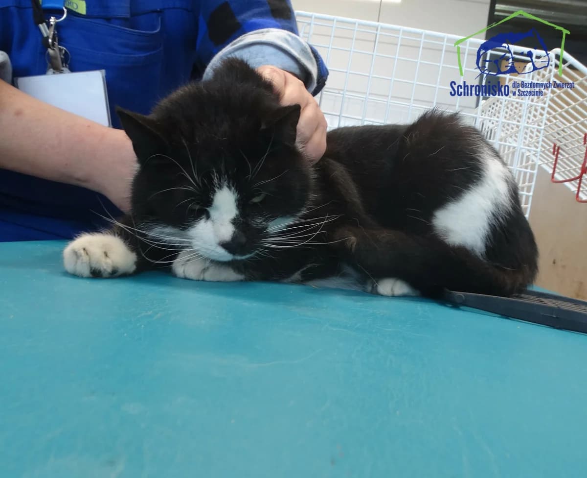 84K/24, Mixed Breed for adoption at Schronisko Szczecin, Szczecin
