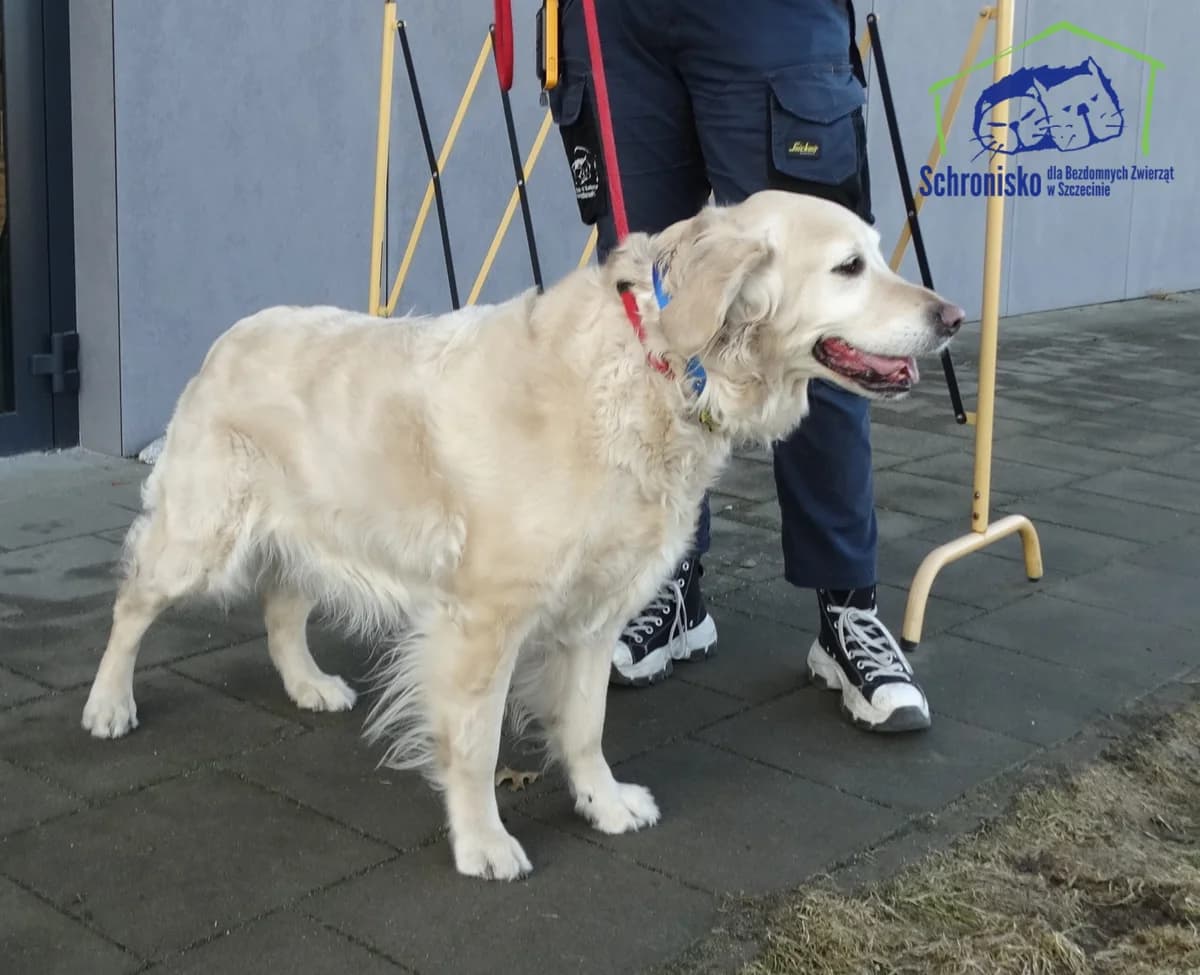 88/26, Mixed Breed for adoption at Schronisko Szczecin, Szczecin