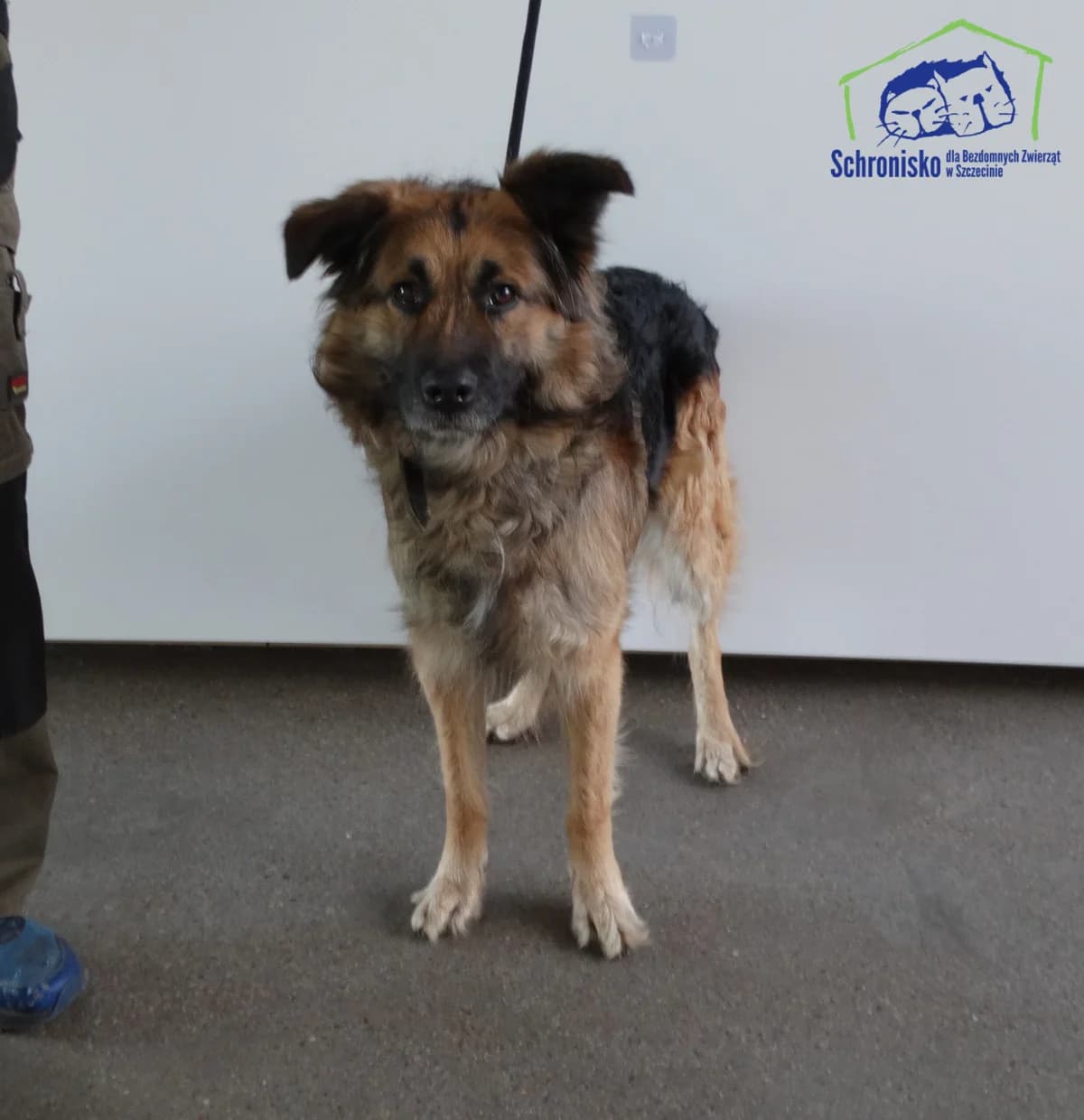 89/26, Mixed Breed for adoption at Schronisko Szczecin, Szczecin