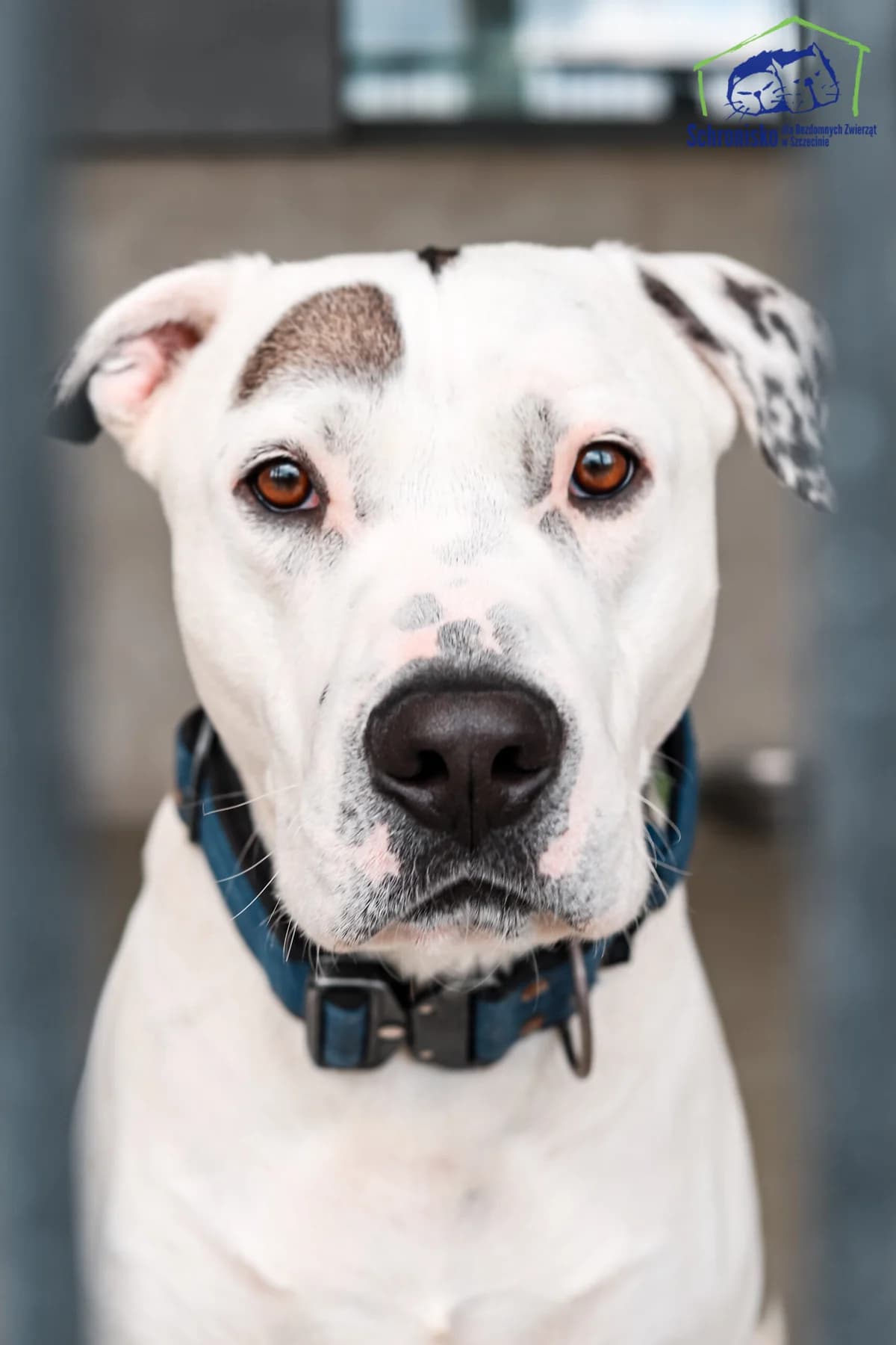 Messi, Mixed Breed for adoption at Schronisko Szczecin, Szczecin