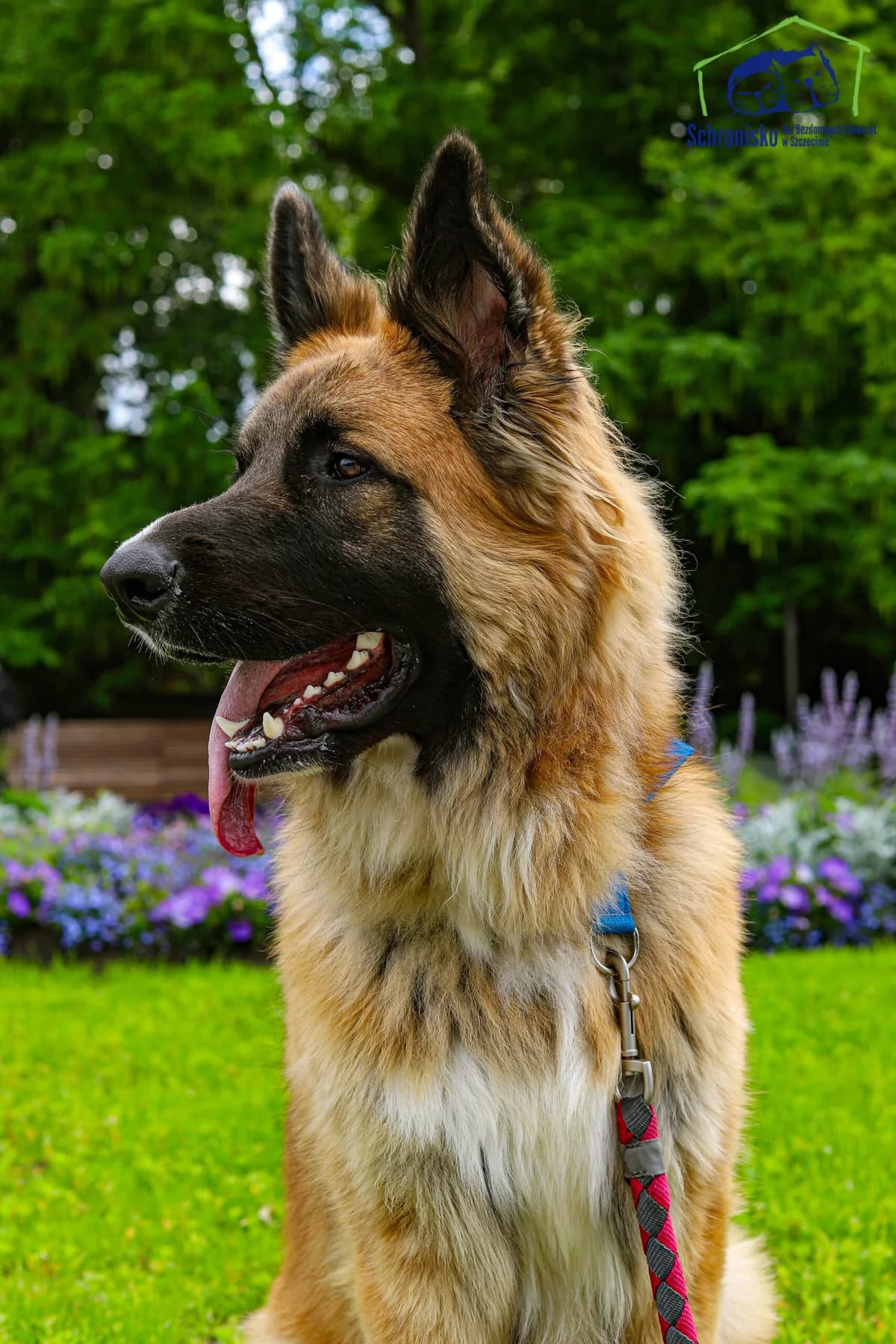 Aleks, Mixed Breed for adoption at Schronisko Szczecin, Szczecin