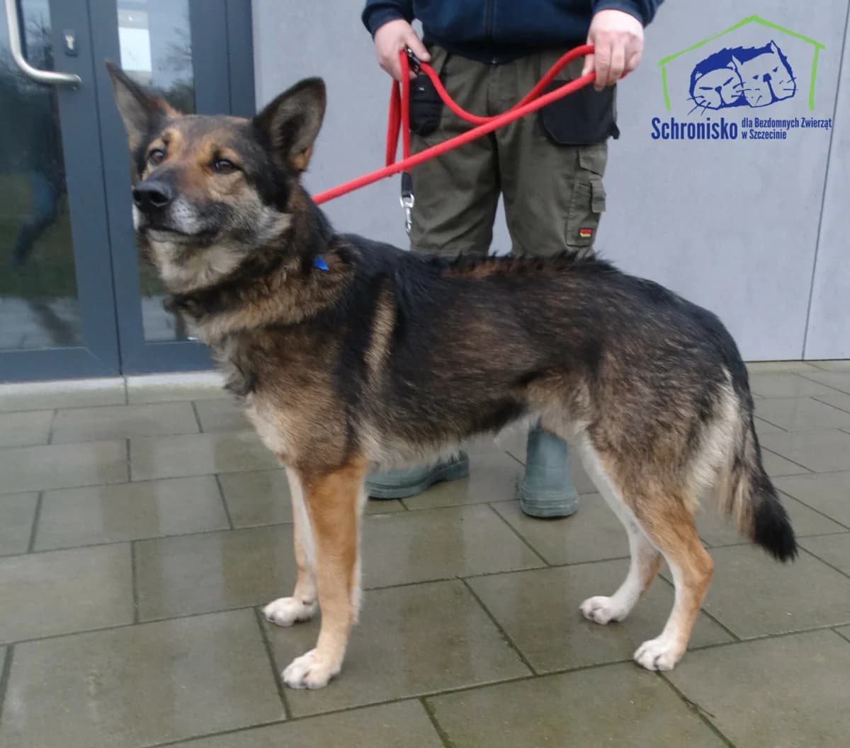 Amadeusz, Mixed Breed for adoption at Schronisko Szczecin, Szczecin