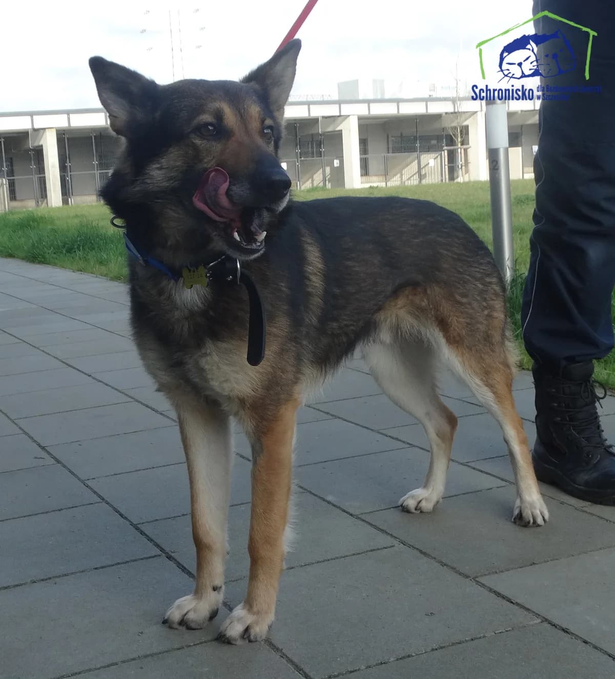 Amadeusz, Mixed Breed for adoption at Schronisko Szczecin, Szczecin
