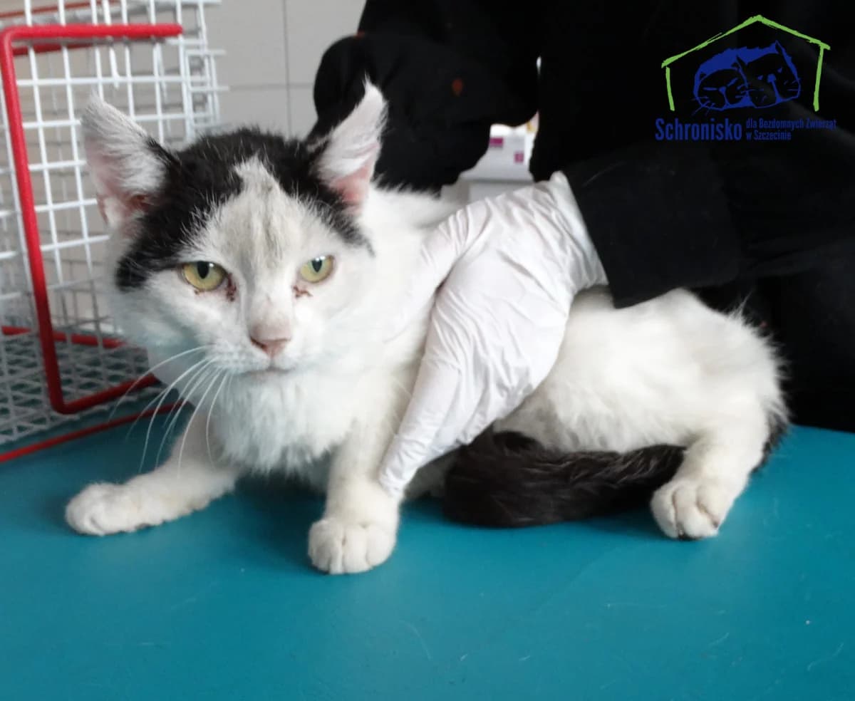 Bielutka, Mixed Breed for adoption at Schronisko Szczecin, Szczecin