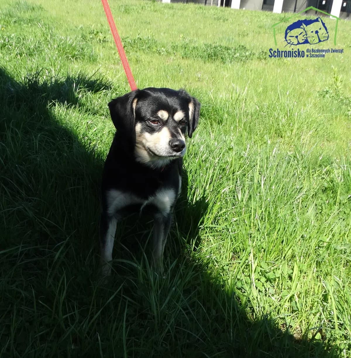 Bingo, Mixed Breed for adoption at Schronisko Szczecin, Szczecin