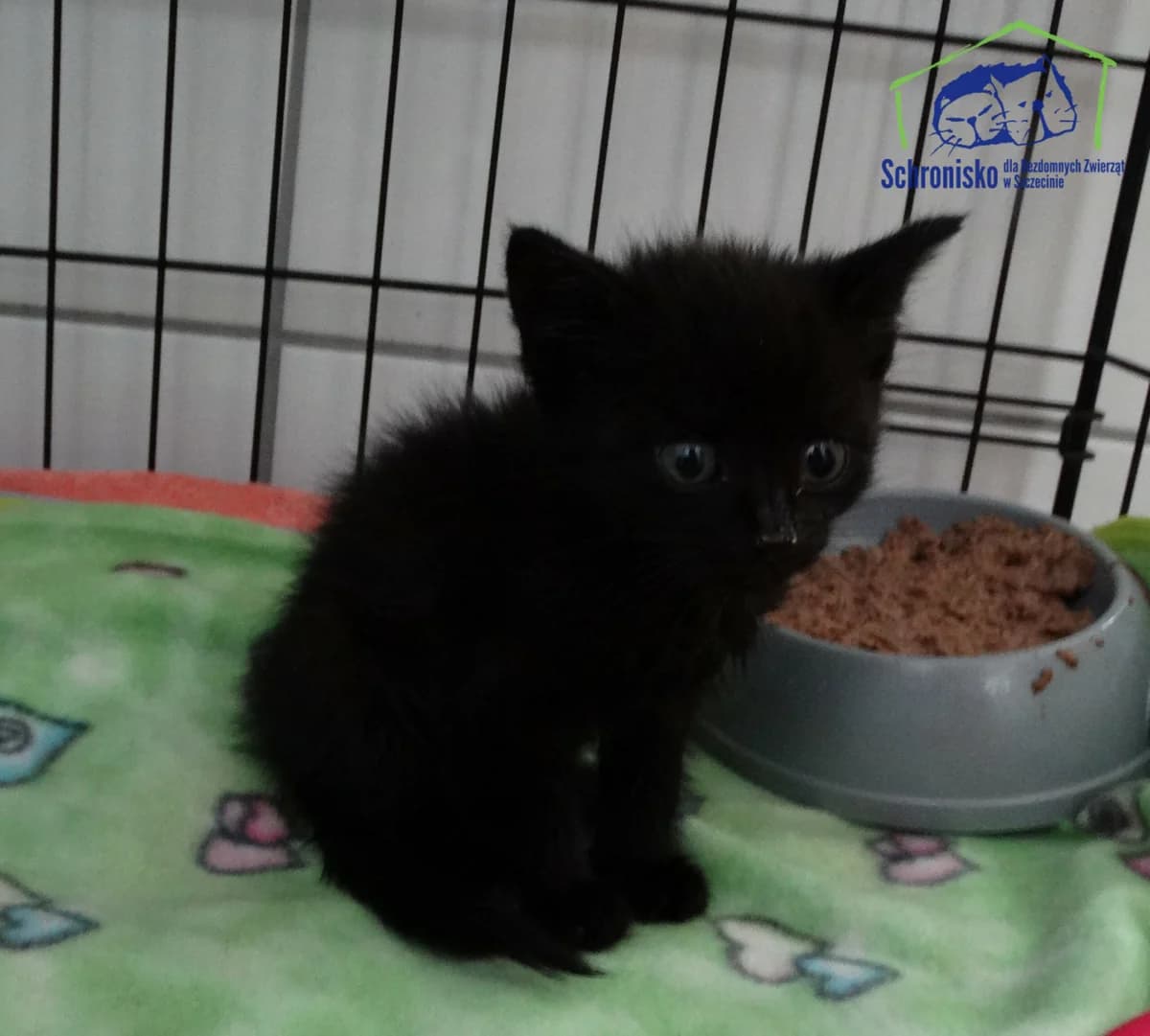 Bolek, Mixed Breed for adoption at Schronisko Szczecin, Szczecin