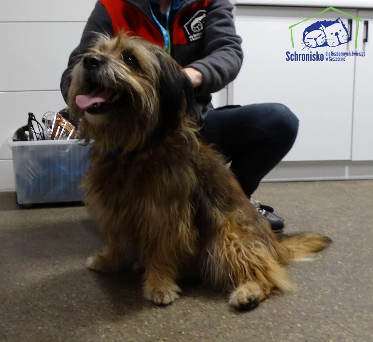 Borsuk, Mixed Breed for adoption at Schronisko Szczecin, Szczecin