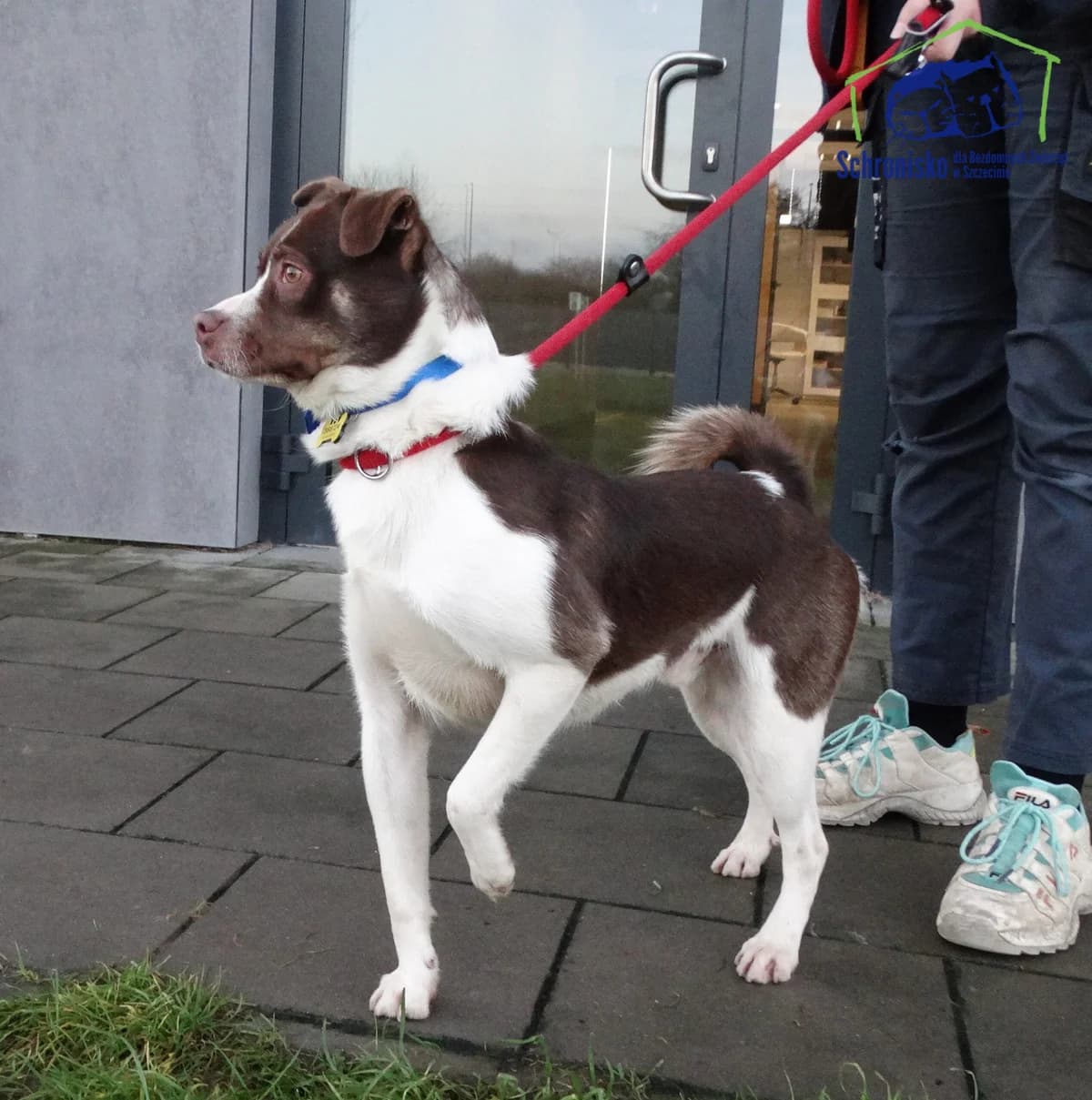 Brownie, Mixed Breed for adoption at Schronisko Szczecin, Szczecin