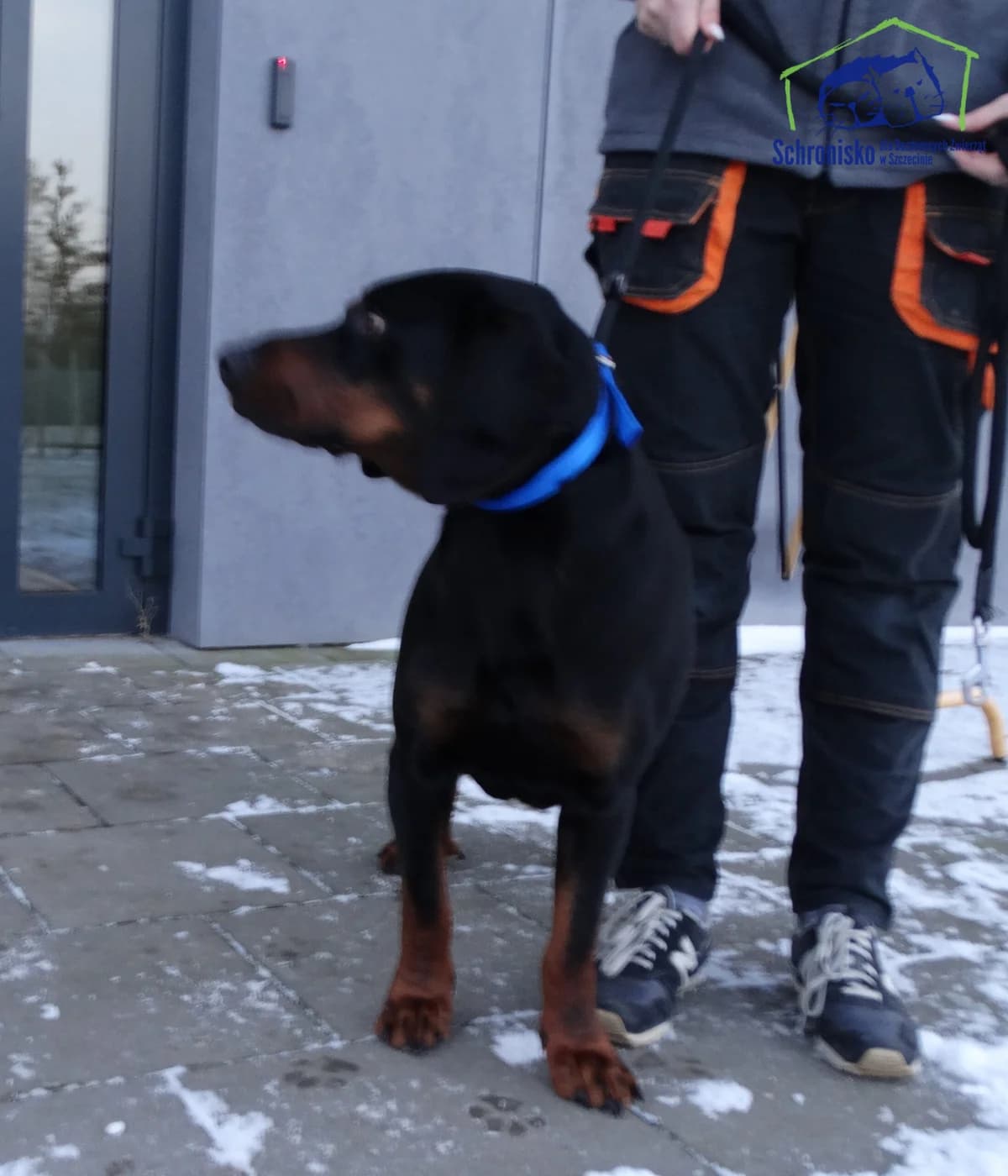 Czeko, Mixed Breed for adoption at Schronisko Szczecin, Szczecin