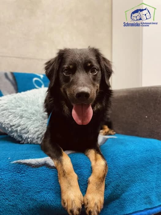 Dante, Mixed Breed for adoption at Schronisko Szczecin, Szczecin