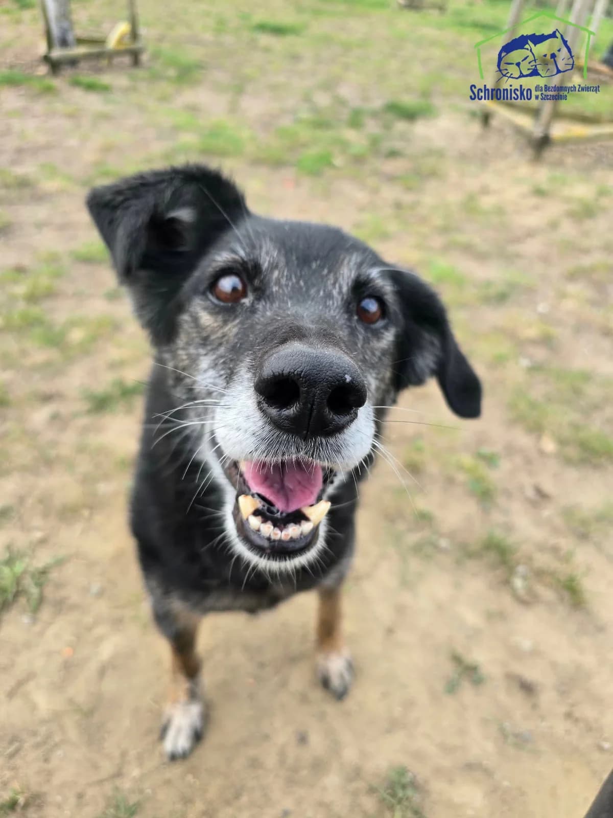 Drajka, Mixed Breed for adoption at Schronisko Szczecin, Szczecin
