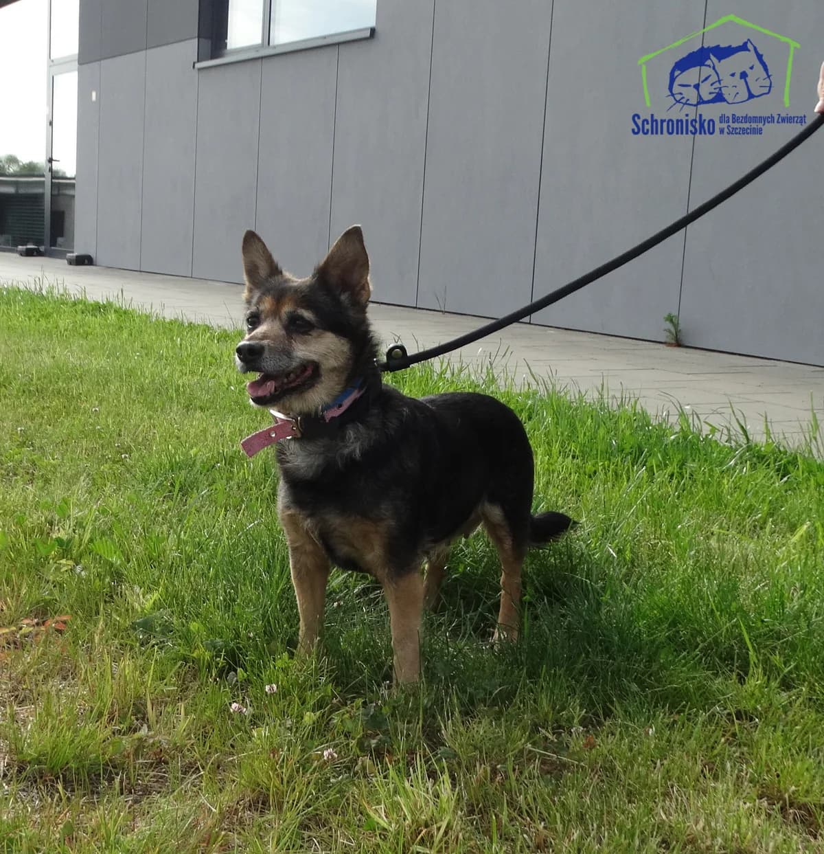 Sonia, Mixed Breed for adoption at Schronisko Szczecin, Szczecin