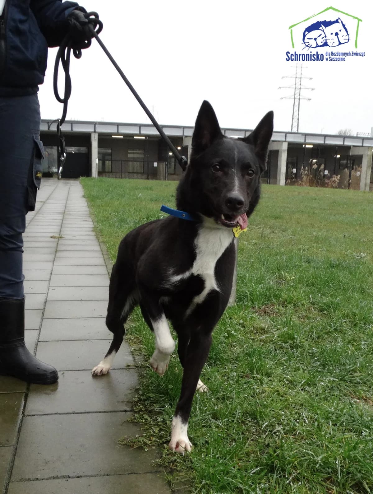 Frania, Mixed Breed for adoption at Schronisko Szczecin, Szczecin