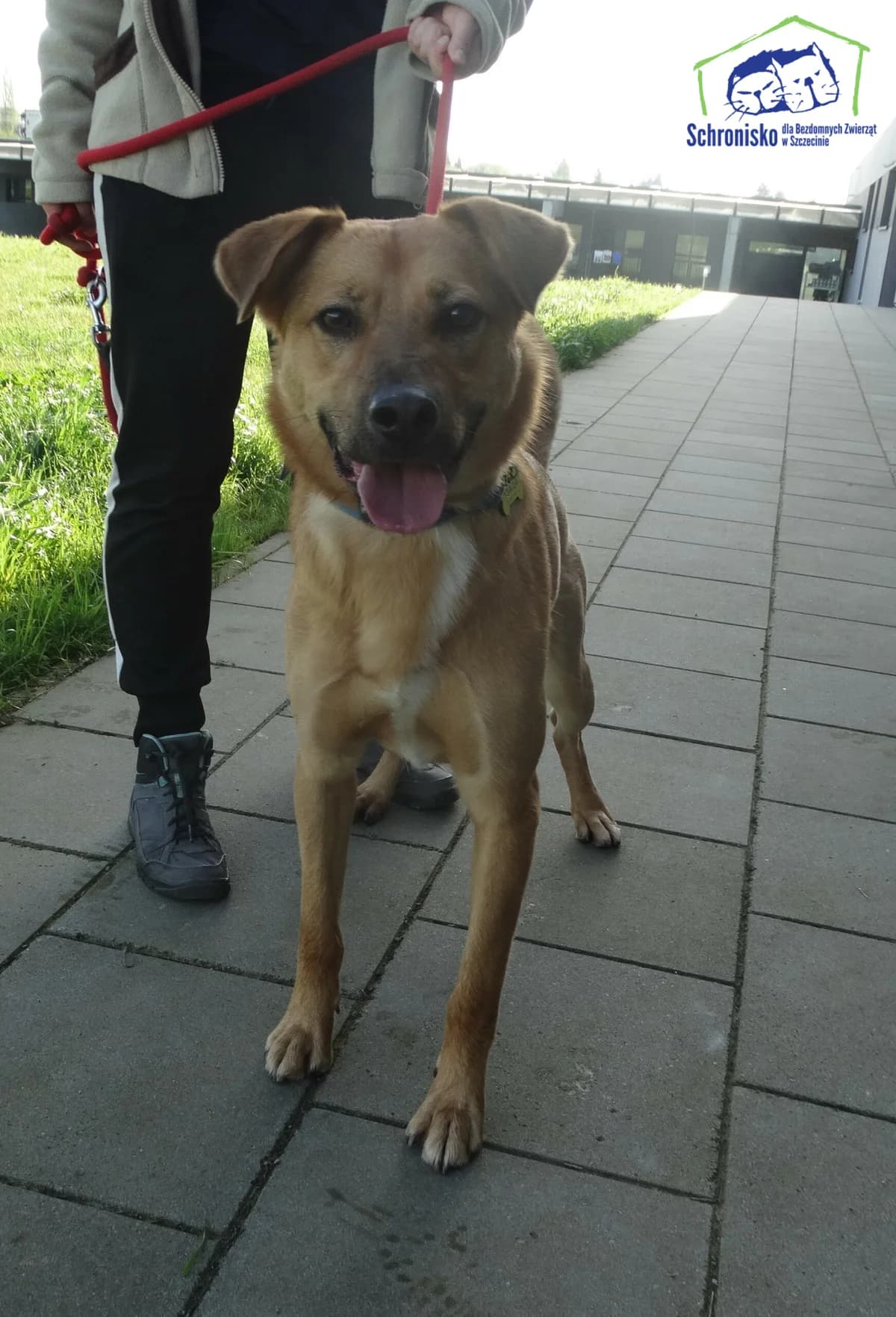 Haps, Mixed Breed for adoption at Schronisko Szczecin, Szczecin