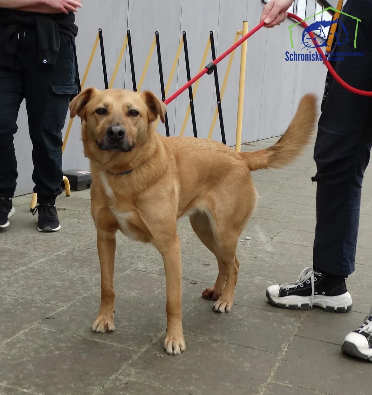 Haps, Mixed Breed for adoption at Schronisko Szczecin, Szczecin
