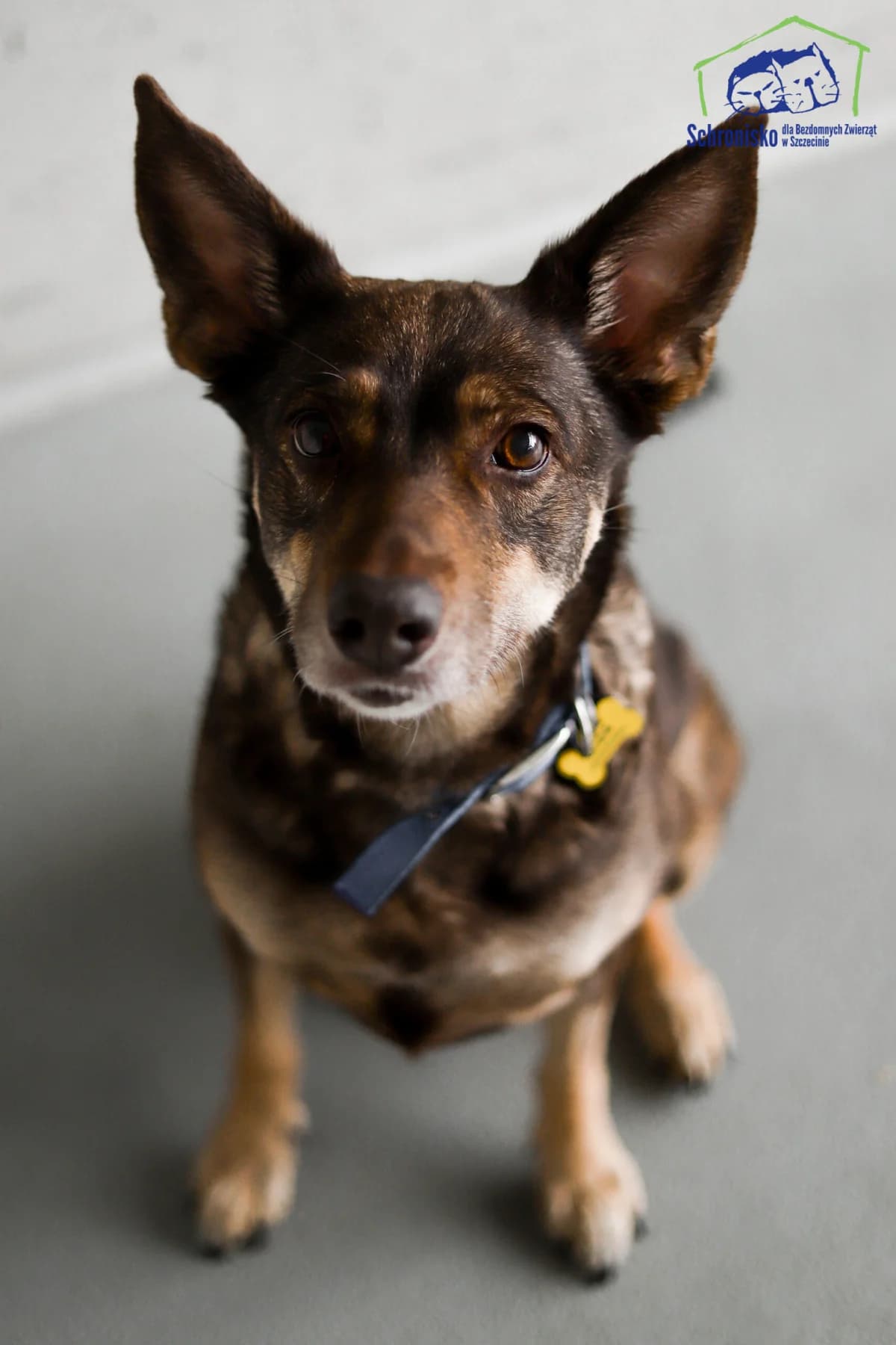 Kiara, Mixed Breed for adoption at Schronisko Szczecin, Szczecin