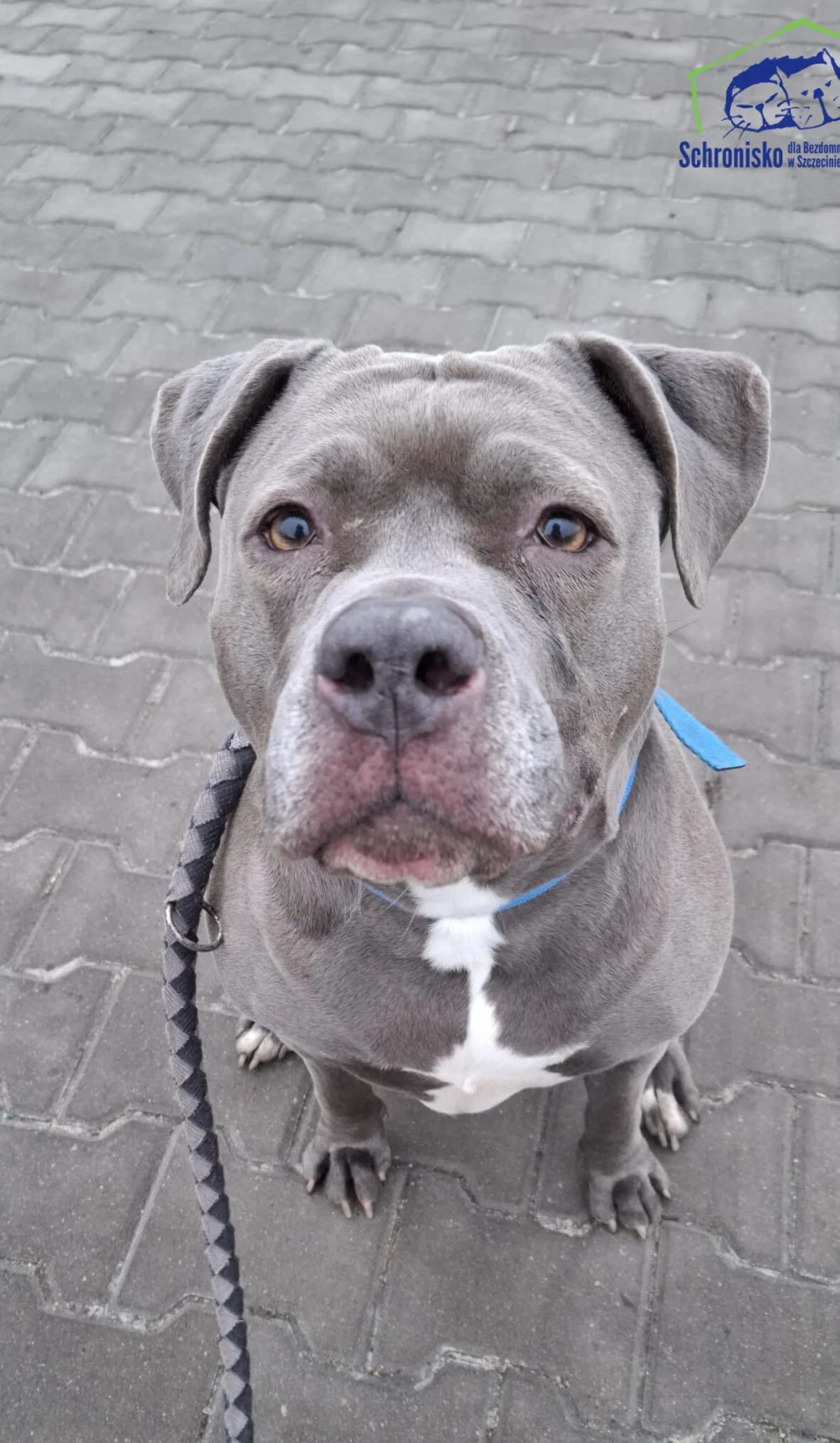 Ksenia, Mixed Breed for adoption at Schronisko Szczecin, Szczecin