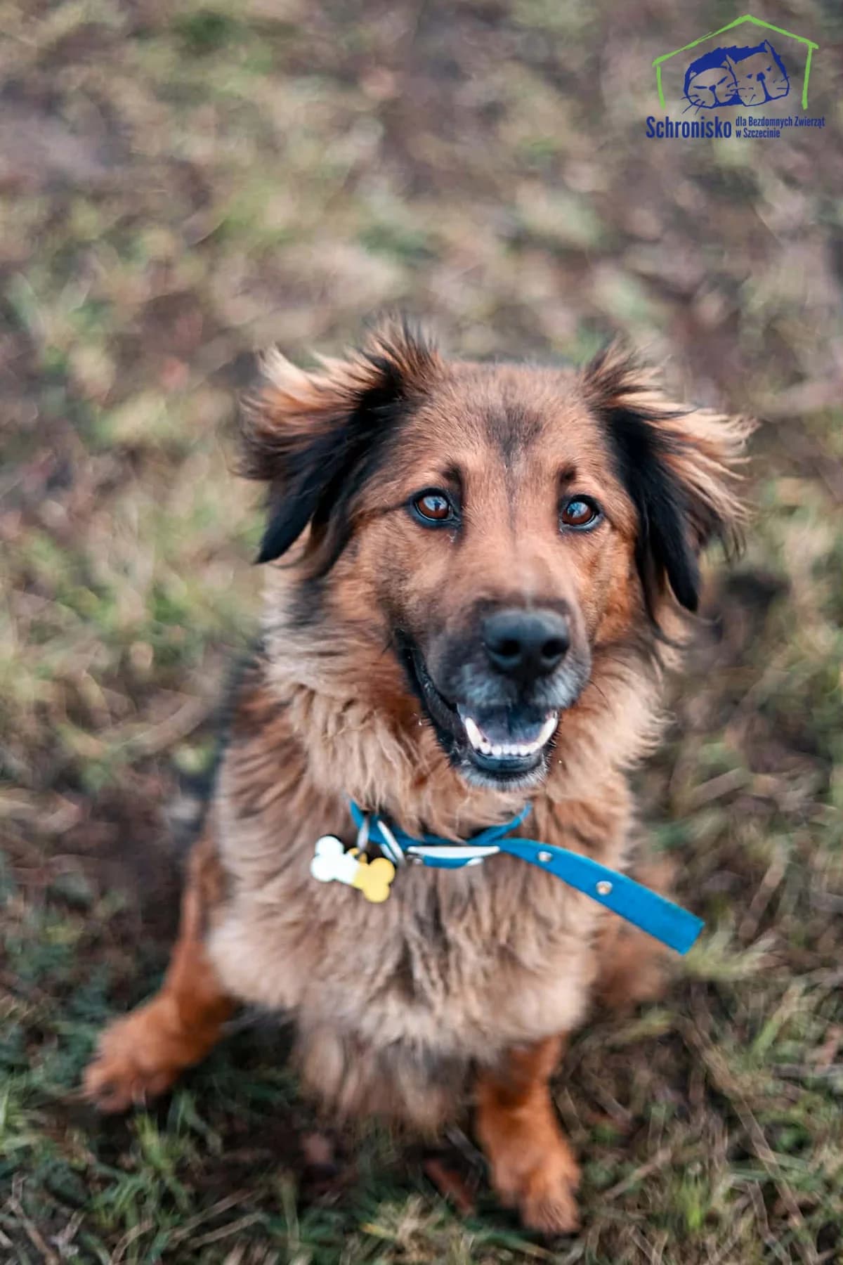 Lexy, Mixed Breed for adoption at Schronisko Szczecin, Szczecin