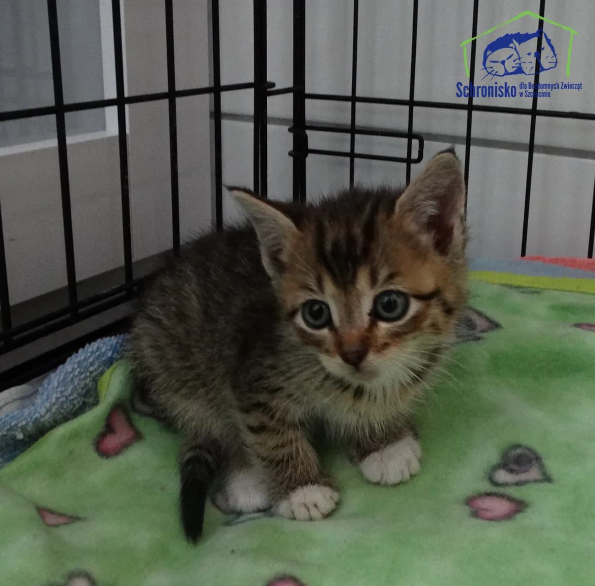 Lolek, Mixed Breed for adoption at Schronisko Szczecin, Szczecin
