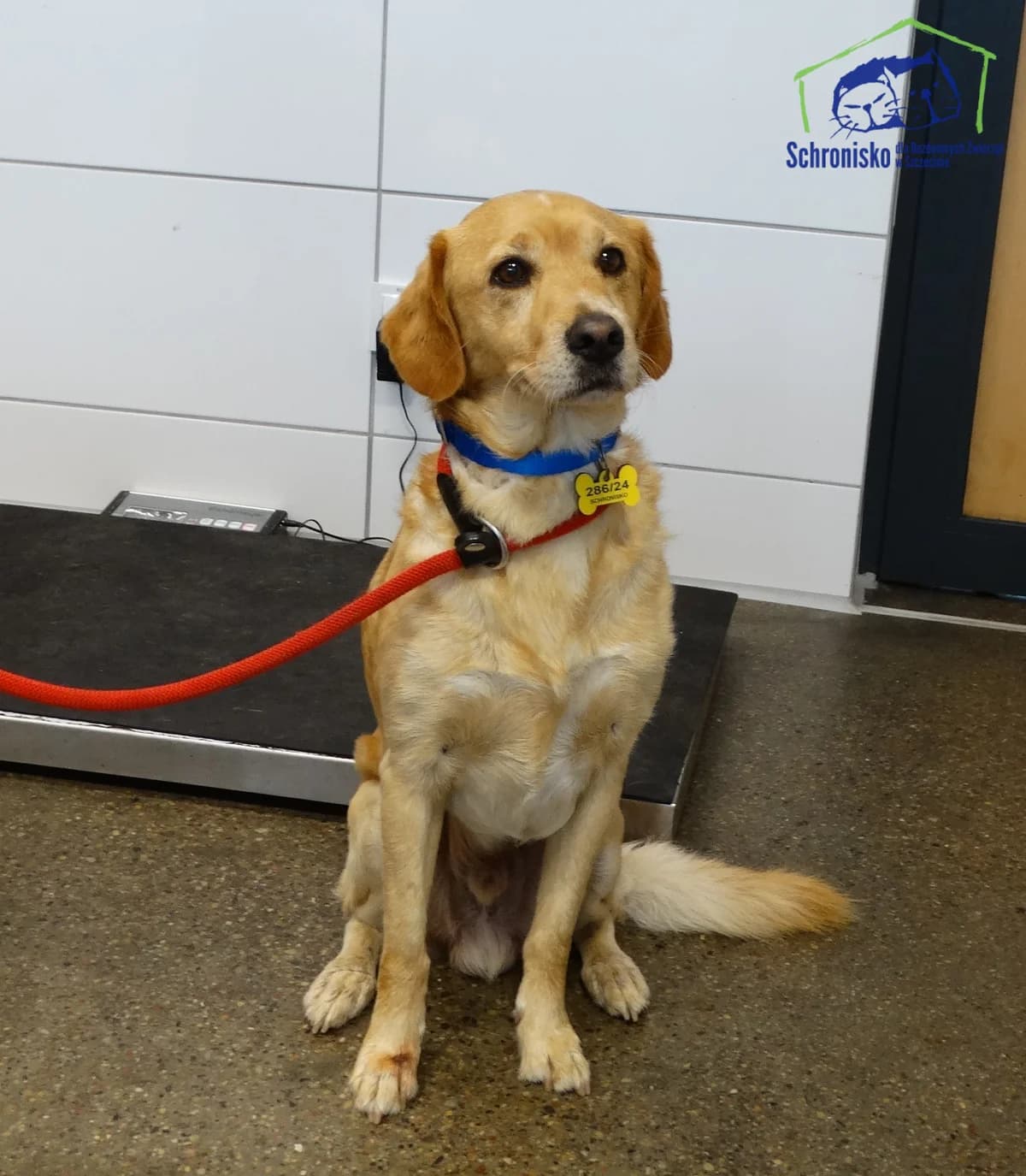 Maksiu, Mixed Breed for adoption at Schronisko Szczecin, Szczecin