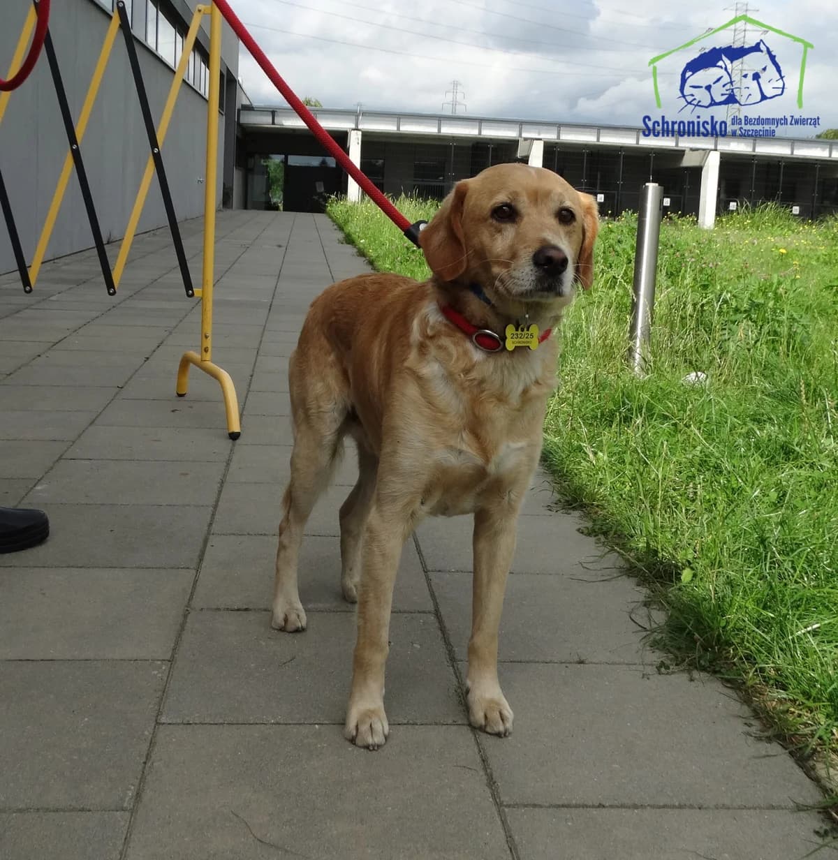 Maksiu, Mixed Breed for adoption at Schronisko Szczecin, Szczecin
