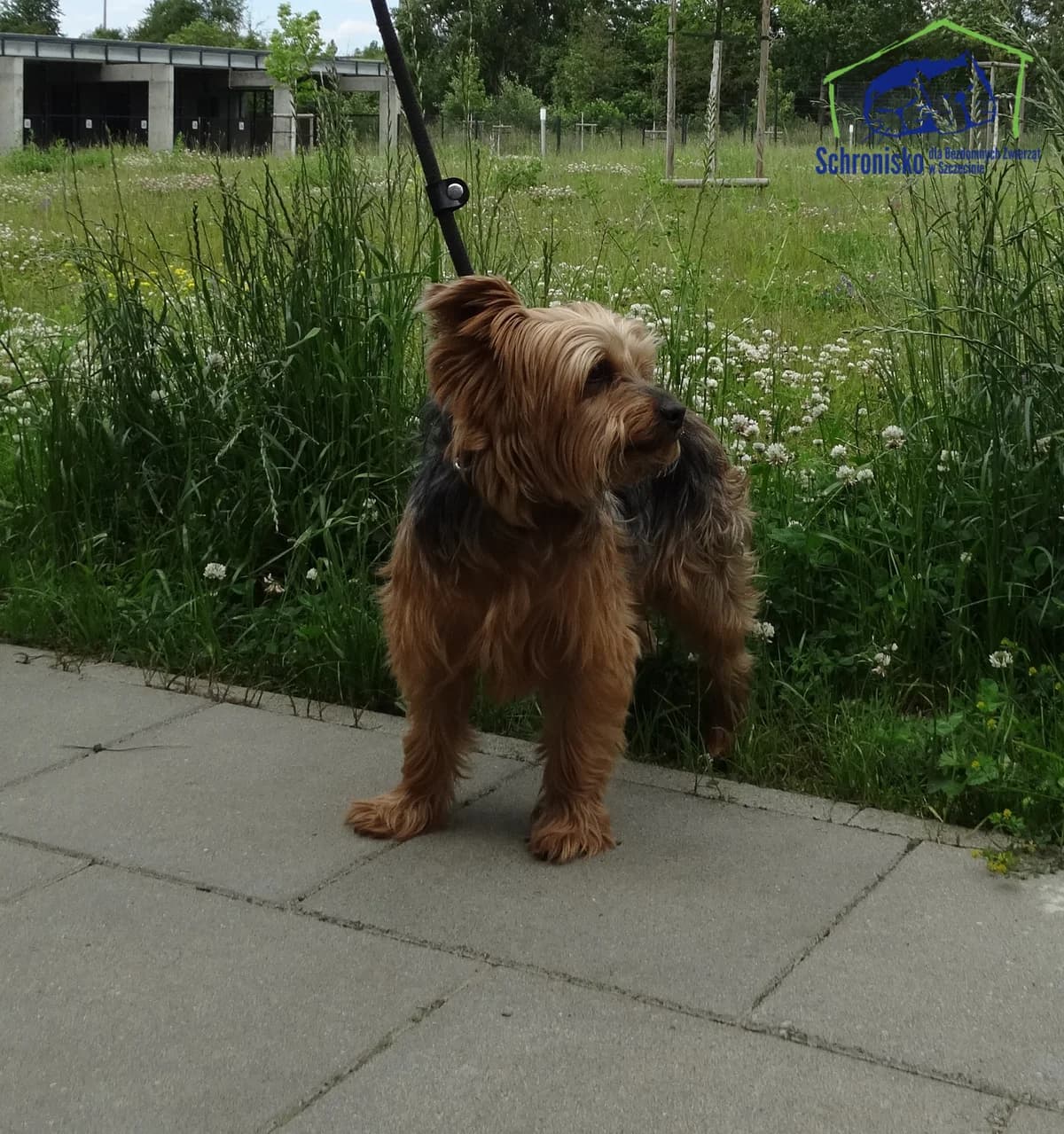 Misiek, Mixed Breed for adoption at Schronisko Szczecin, Szczecin