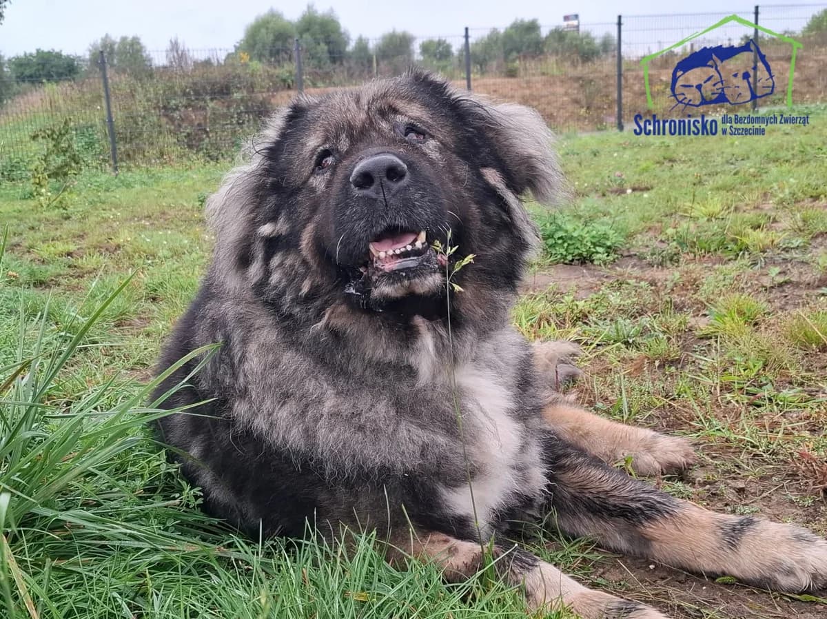 Misiek, Mixed Breed for adoption at Schronisko Szczecin, Szczecin