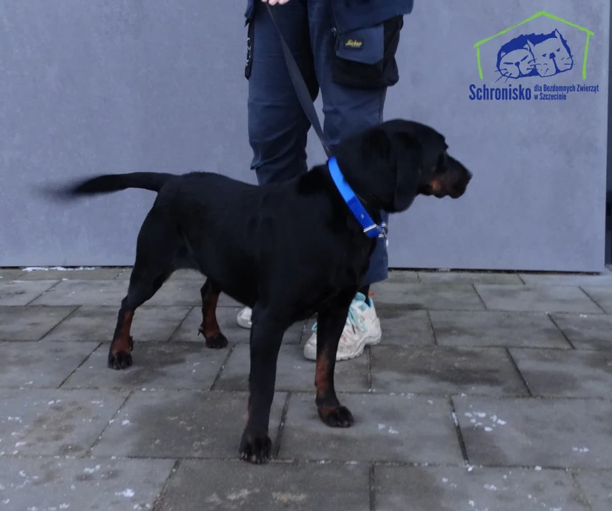 Nangra, Mixed Breed for adoption at Schronisko Szczecin, Szczecin