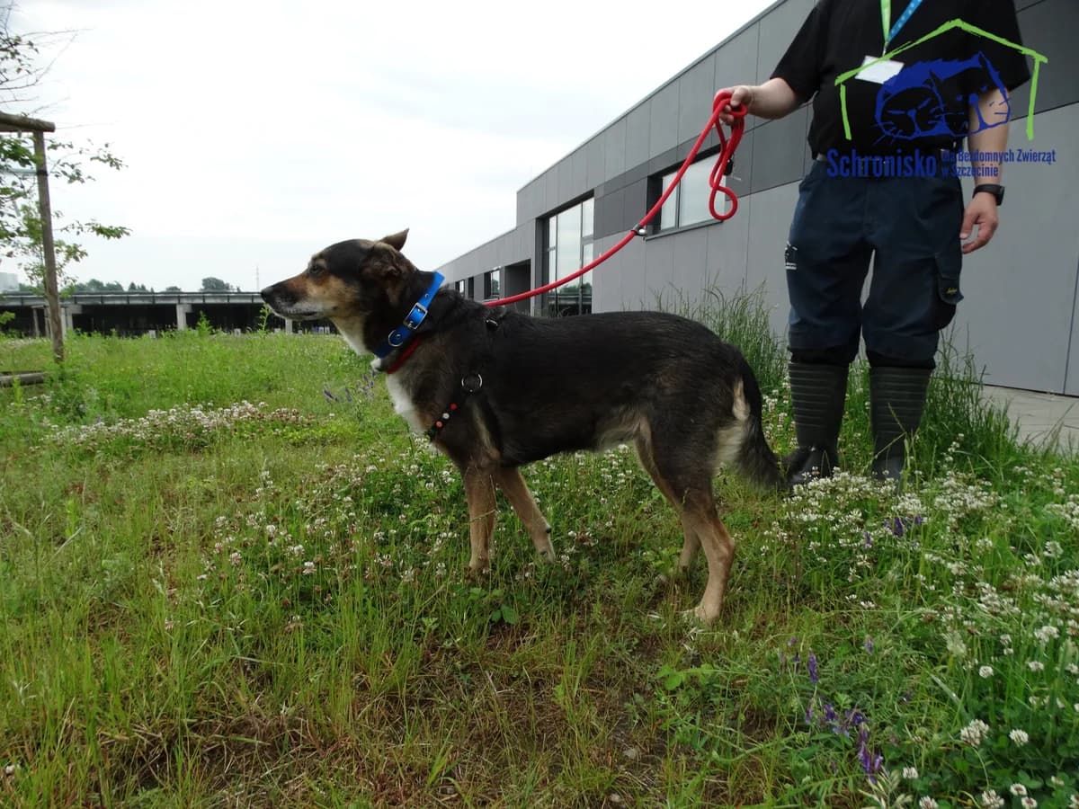 Norka, Mixed Breed for adoption at Schronisko Szczecin, Szczecin