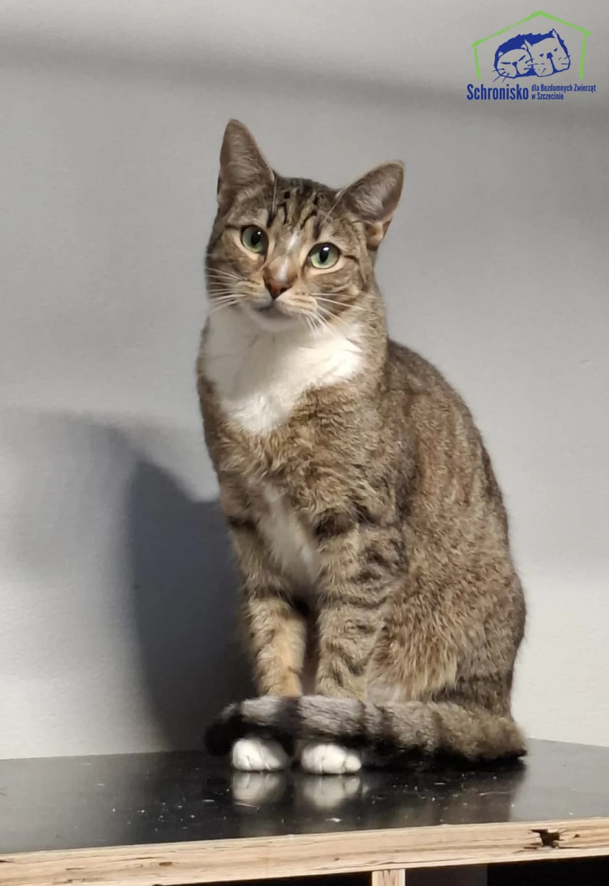 Pago, Mixed Breed for adoption at Schronisko Szczecin, Szczecin