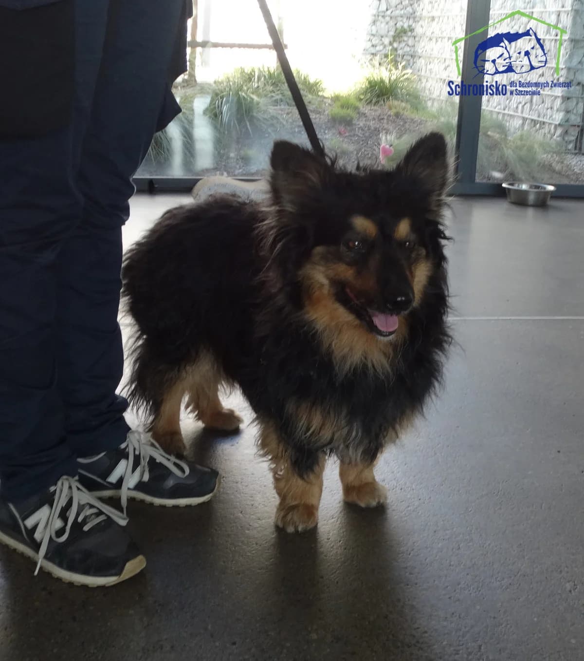 Perełka, Mixed Breed for adoption at Schronisko Szczecin, Szczecin