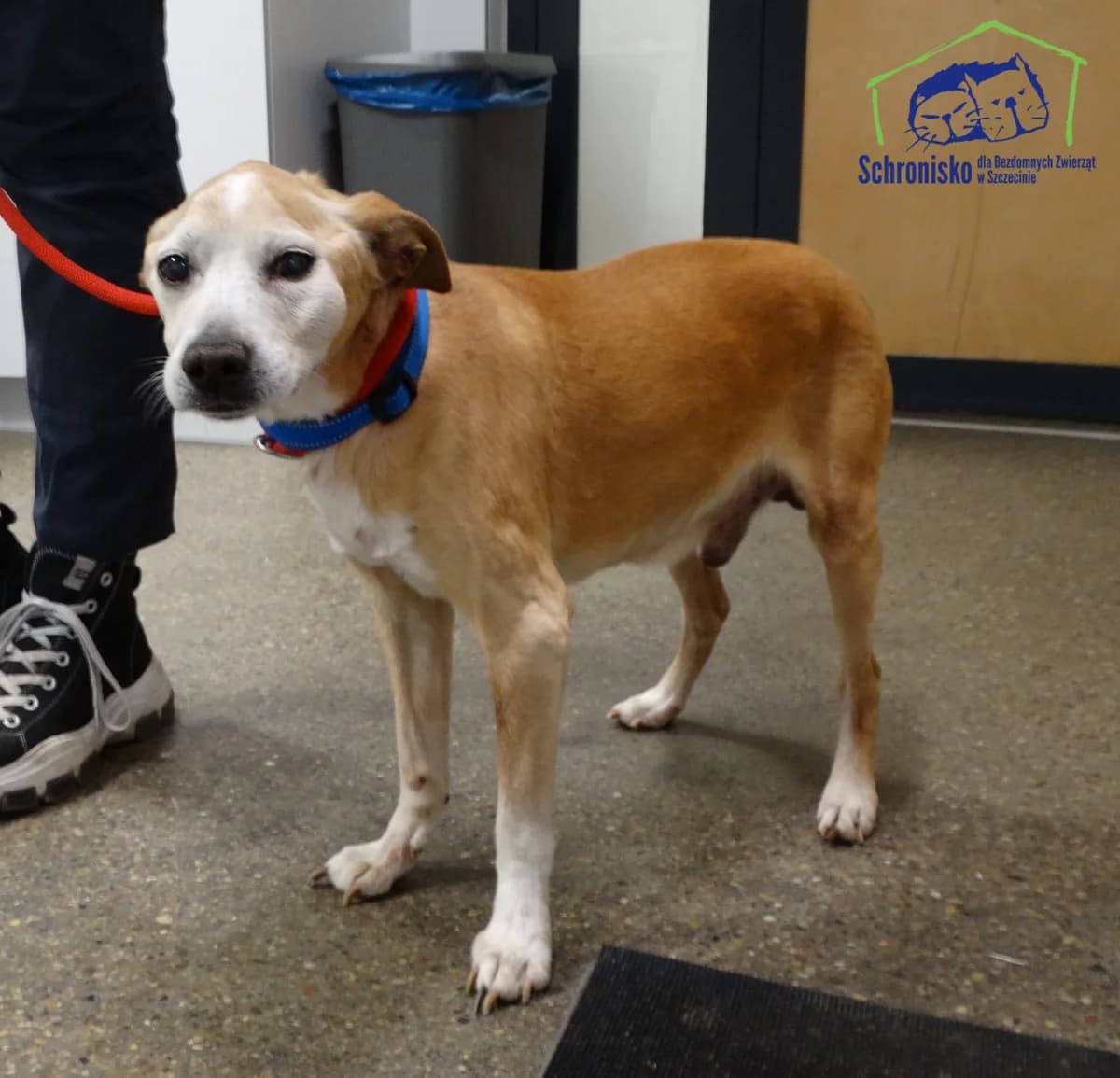 Piorun, Mixed Breed for adoption at Schronisko Szczecin, Szczecin