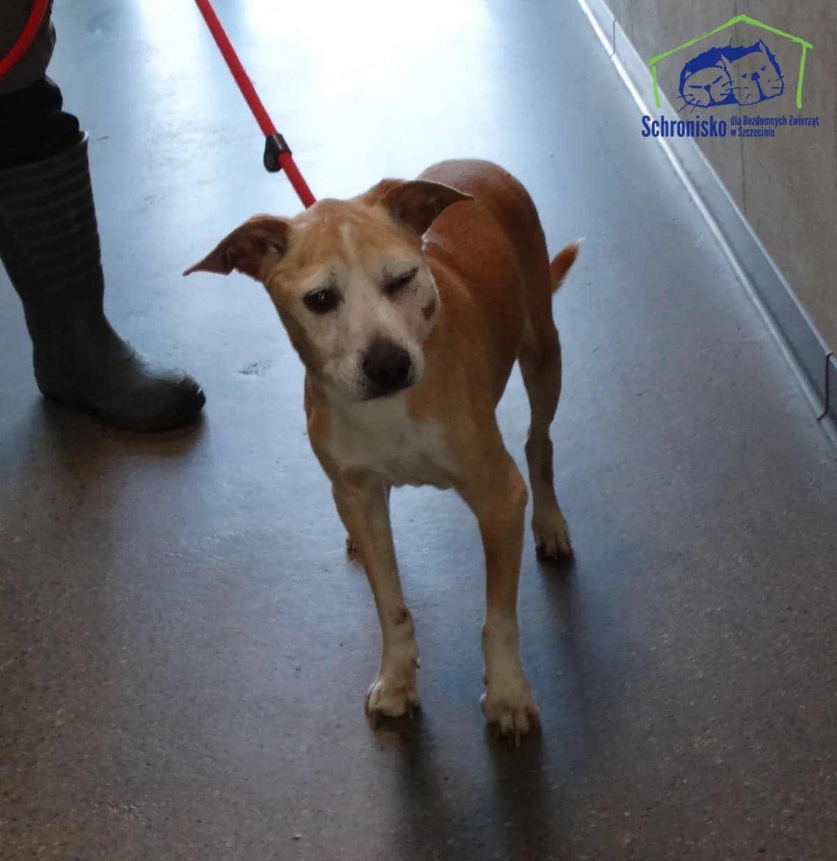 Piorun, Mixed Breed for adoption at Schronisko Szczecin, Szczecin
