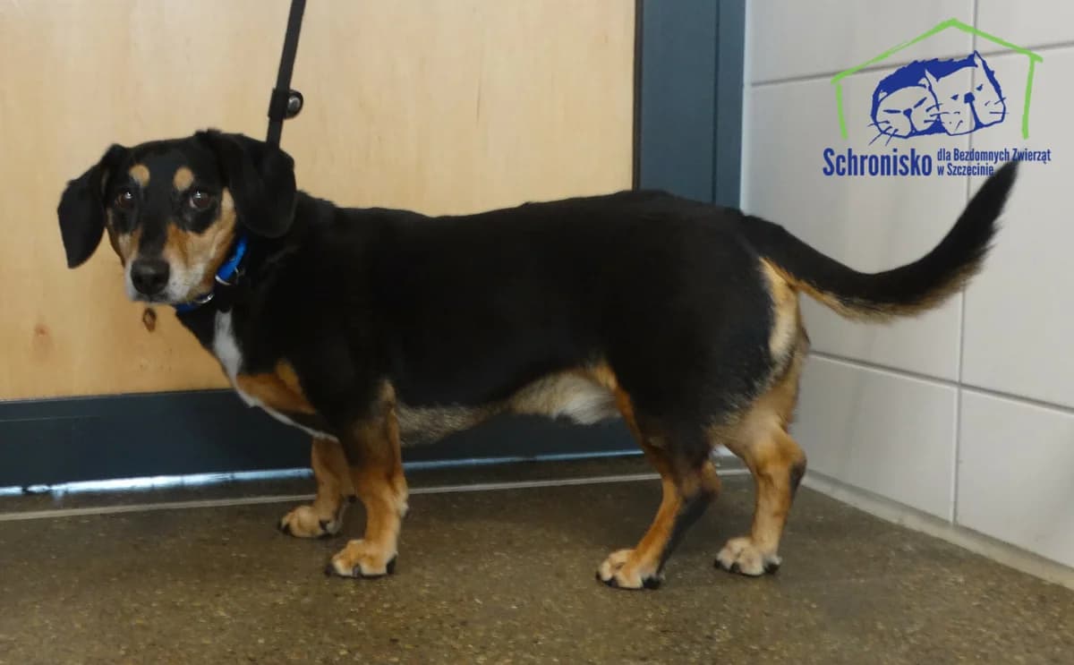 Rekin, Mixed Breed for adoption at Schronisko Szczecin, Szczecin