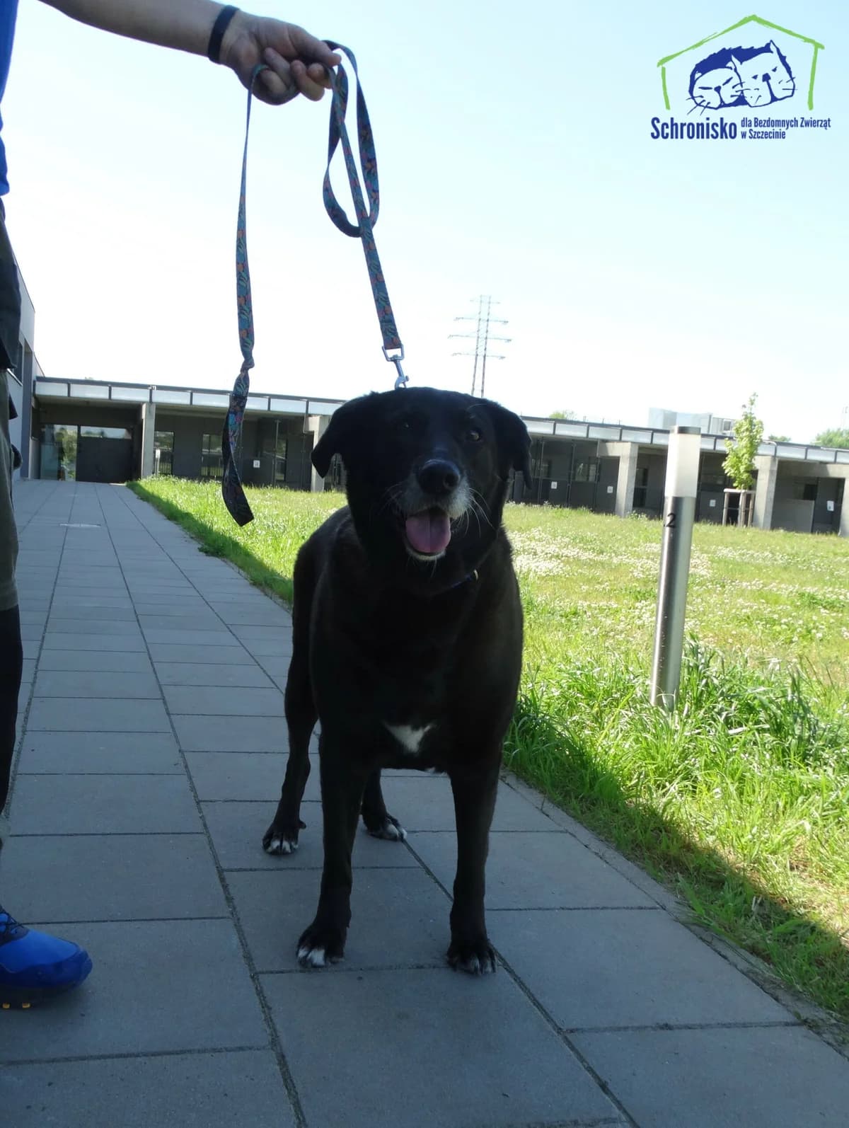 Roxy, Mixed Breed for adoption at Schronisko Szczecin, Szczecin