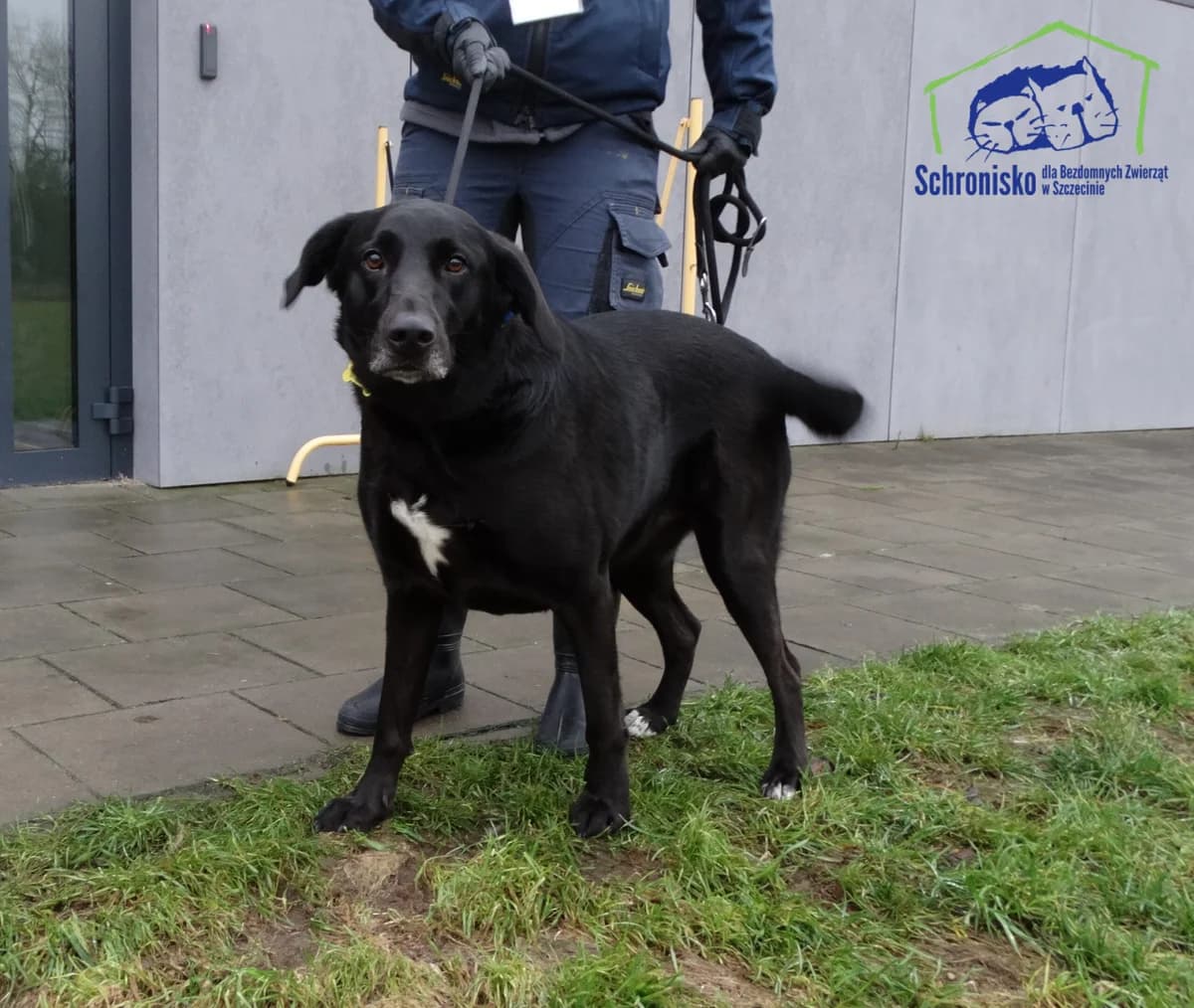 Sisi, Mixed Breed for adoption at Schronisko Szczecin, Szczecin