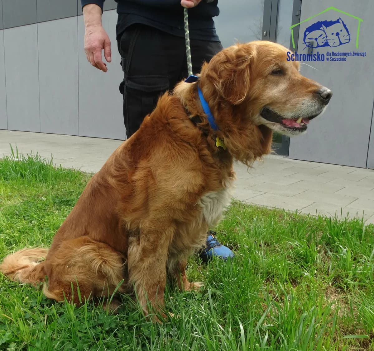 Spike, Mixed Breed for adoption at Schronisko Szczecin, Szczecin