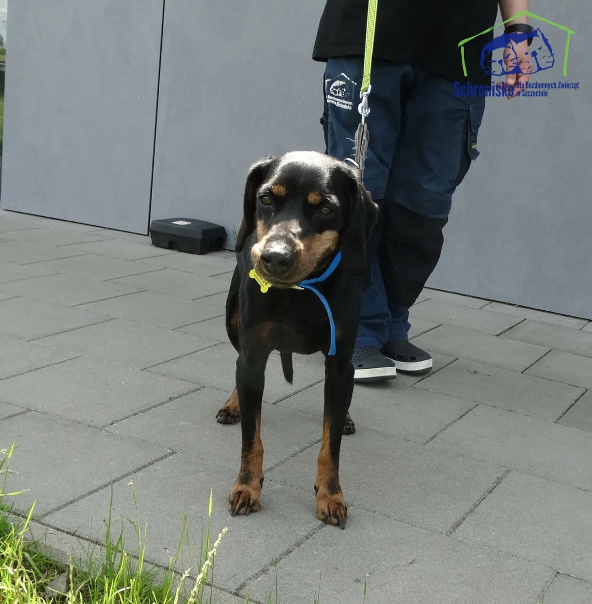 Tayson, Mixed Breed for adoption at Schronisko Szczecin, Szczecin