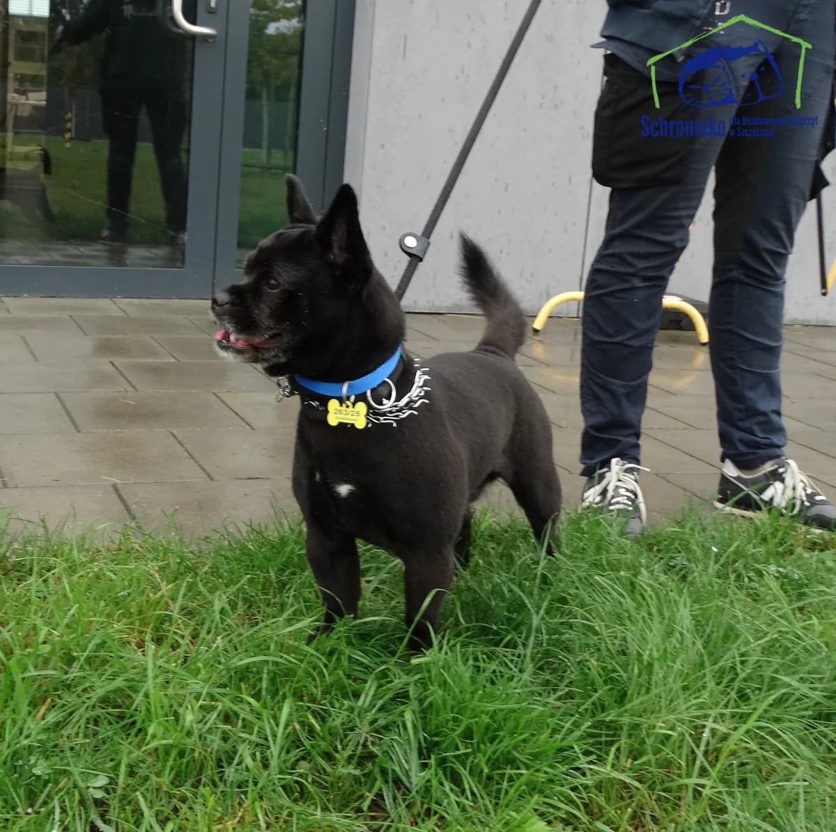 Tofik, Mixed Breed for adoption at Schronisko Szczecin, Szczecin