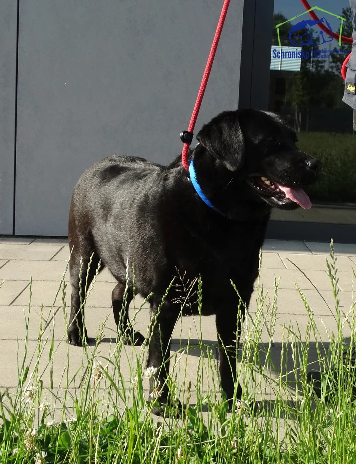 Zuzanna, Mixed Breed for adoption at Schronisko Szczecin, Szczecin