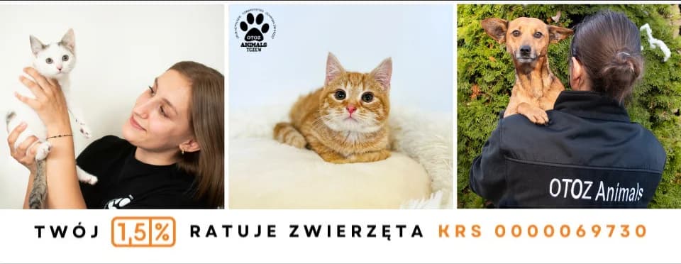 AMADEUSZ, male 5yo Mixed Breed for adoption at Schronisko dla Zwierząt Tczew, Tczew