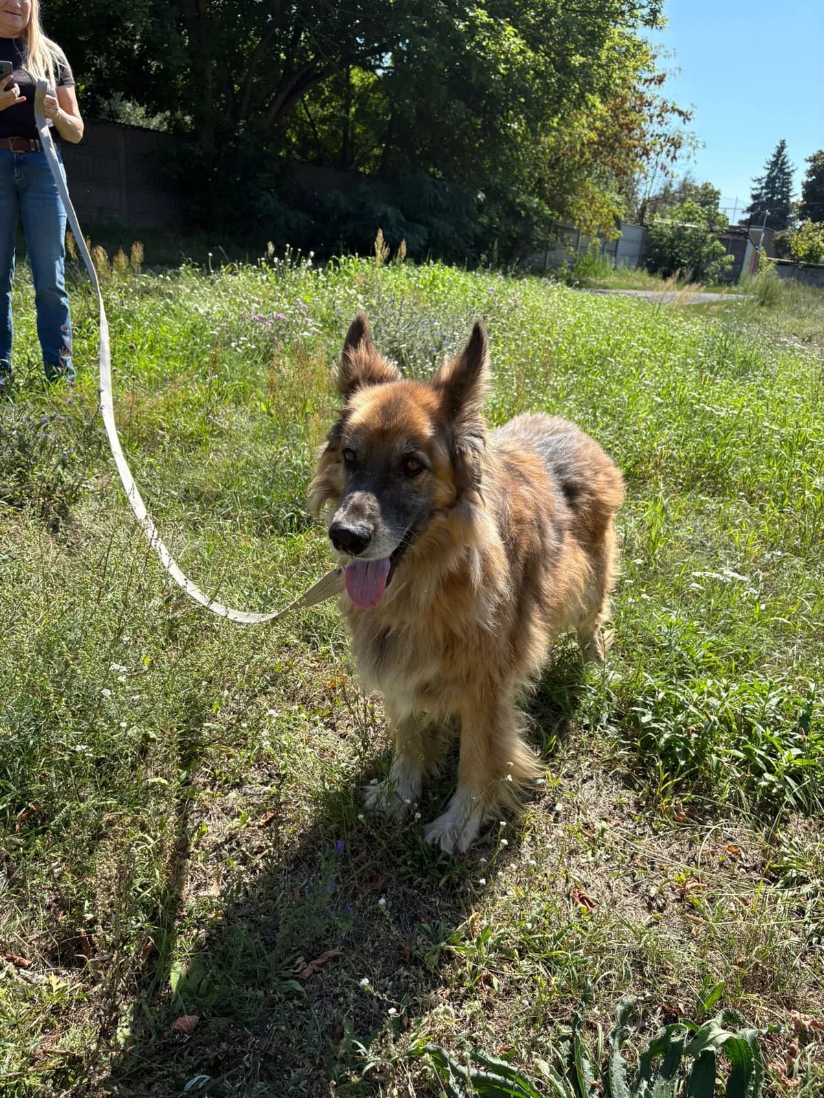 Aron, male 6yo Mixed Breed for adoption at Schronisko Tomaszów Mazowiecki