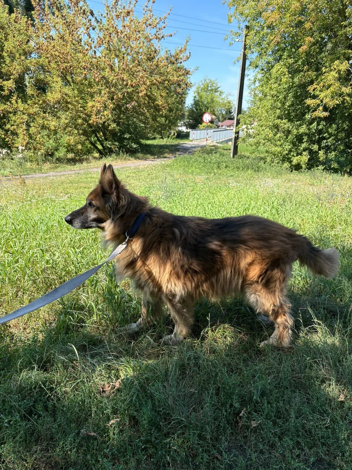 Aron, male 6yo Mixed Breed for adoption at Schronisko Tomaszów Mazowiecki