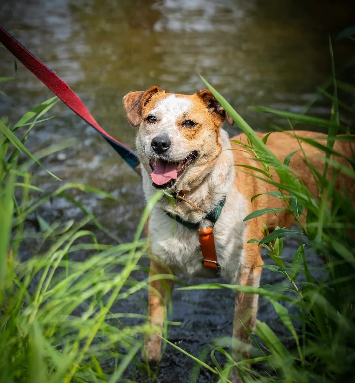 Artemida, female 3yo Mixed Breed for adoption at Schronisko Tomaszów Mazowiecki