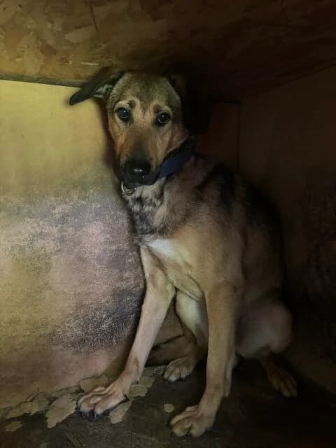 Asterix, male 3yo Mixed Breed for adoption at Schronisko Tomaszów Mazowiecki