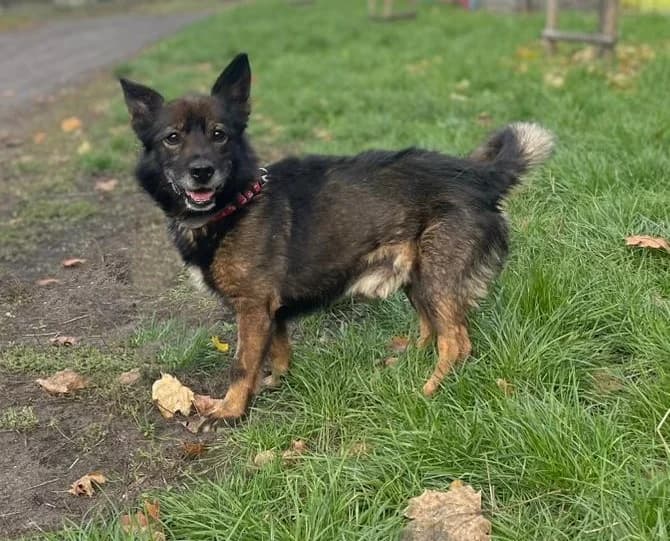 Atom, male 6yo Mixed Breed for adoption at Schronisko Tomaszów Mazowiecki