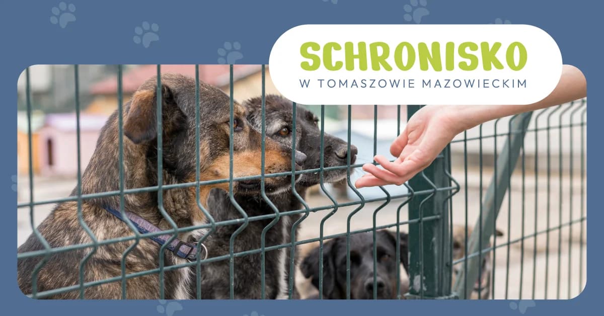 Benji, male 6yo Mixed Breed for adoption at Schronisko Tomaszów Mazowiecki
