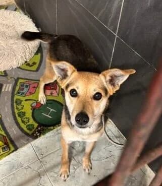 Bipi, male 3yo Mixed Breed for adoption at Schronisko Tomaszów Mazowiecki