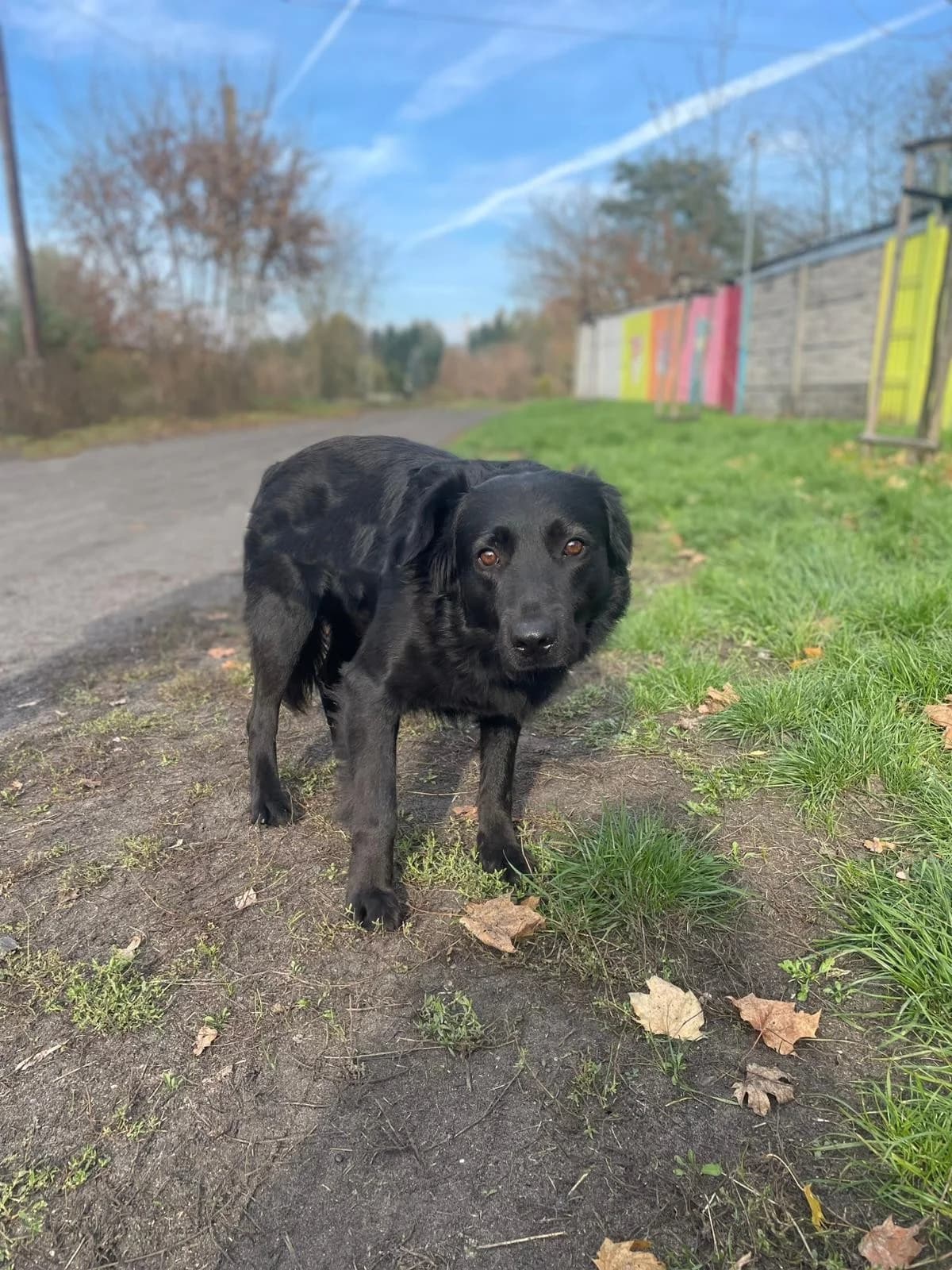 Cash, male 3yo Mixed Breed for adoption at Schronisko Tomaszów Mazowiecki