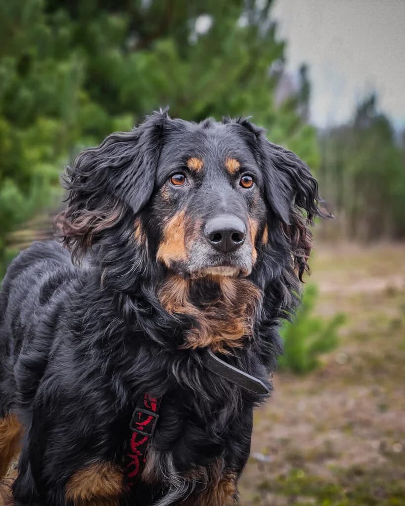 Clifford, male 6yo Mixed Breed for adoption at Schronisko Tomaszów Mazowiecki